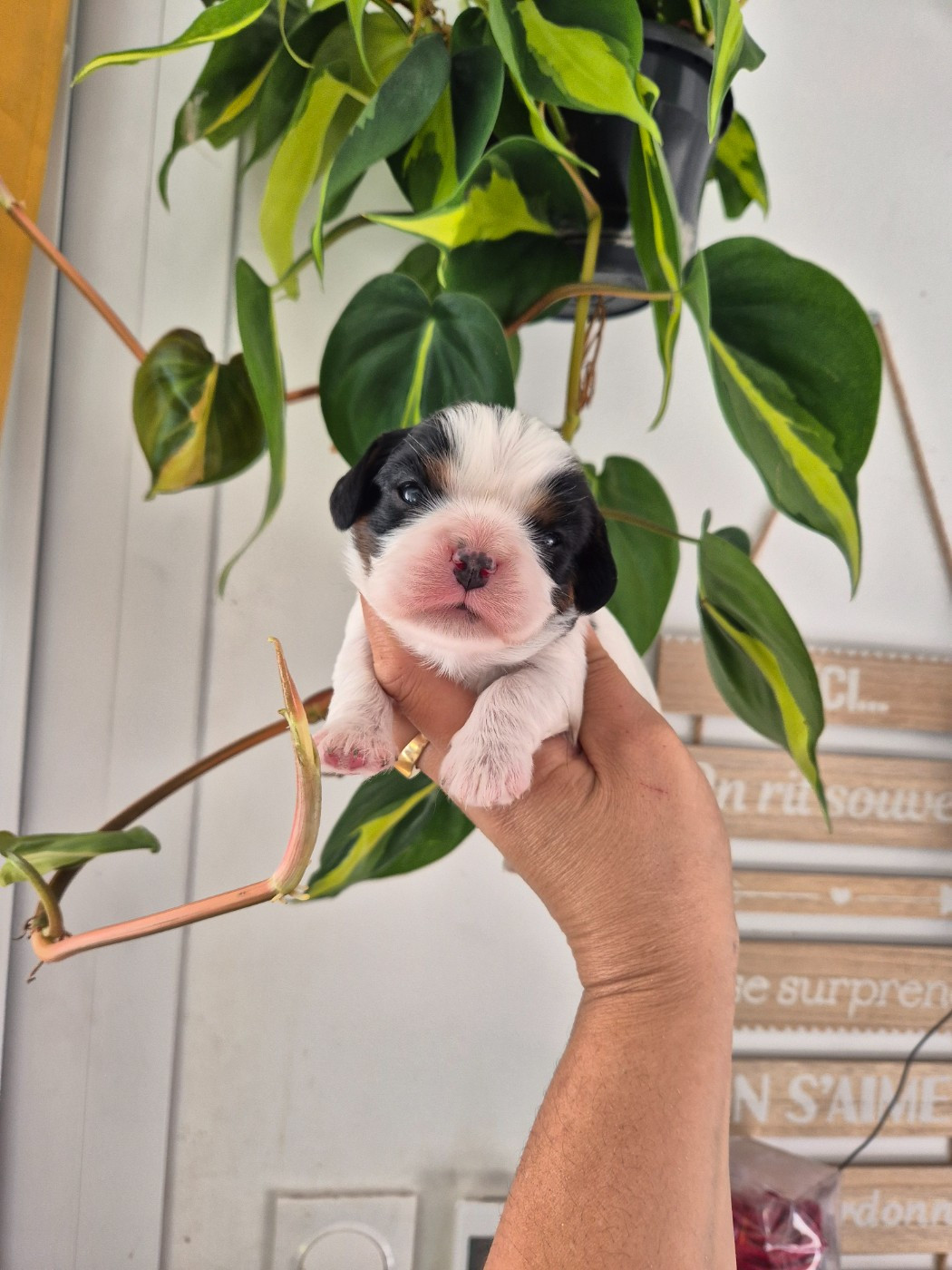 de la plaine du Jaelma - Chiots disponibles - Cavalier King Charles Spaniel