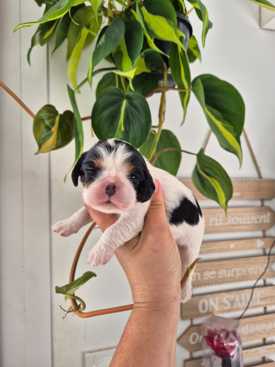 de la plaine du Jaelma - Chiots disponibles - Cavalier King Charles Spaniel