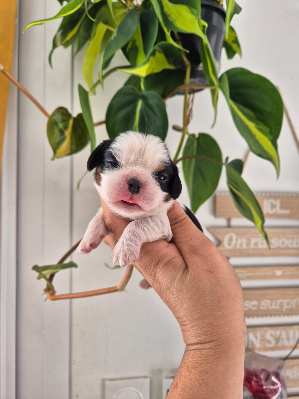 de la plaine du Jaelma - Chiots disponibles - Cavalier King Charles Spaniel