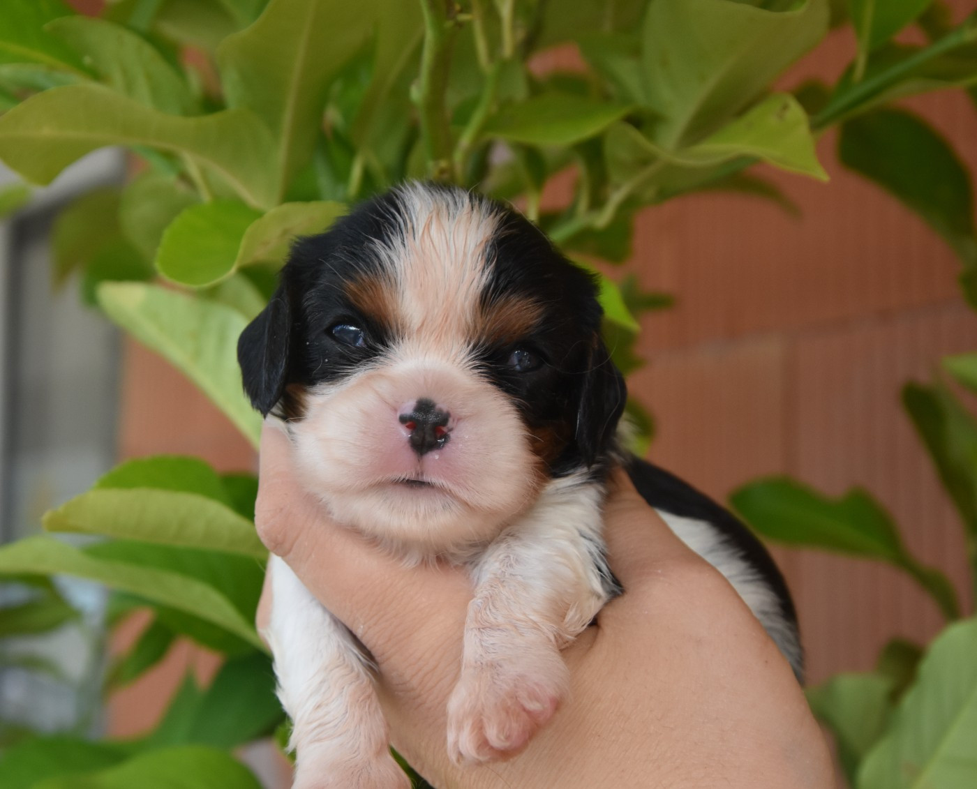 de la plaine du Jaelma - Chiots disponibles - Cavalier King Charles Spaniel