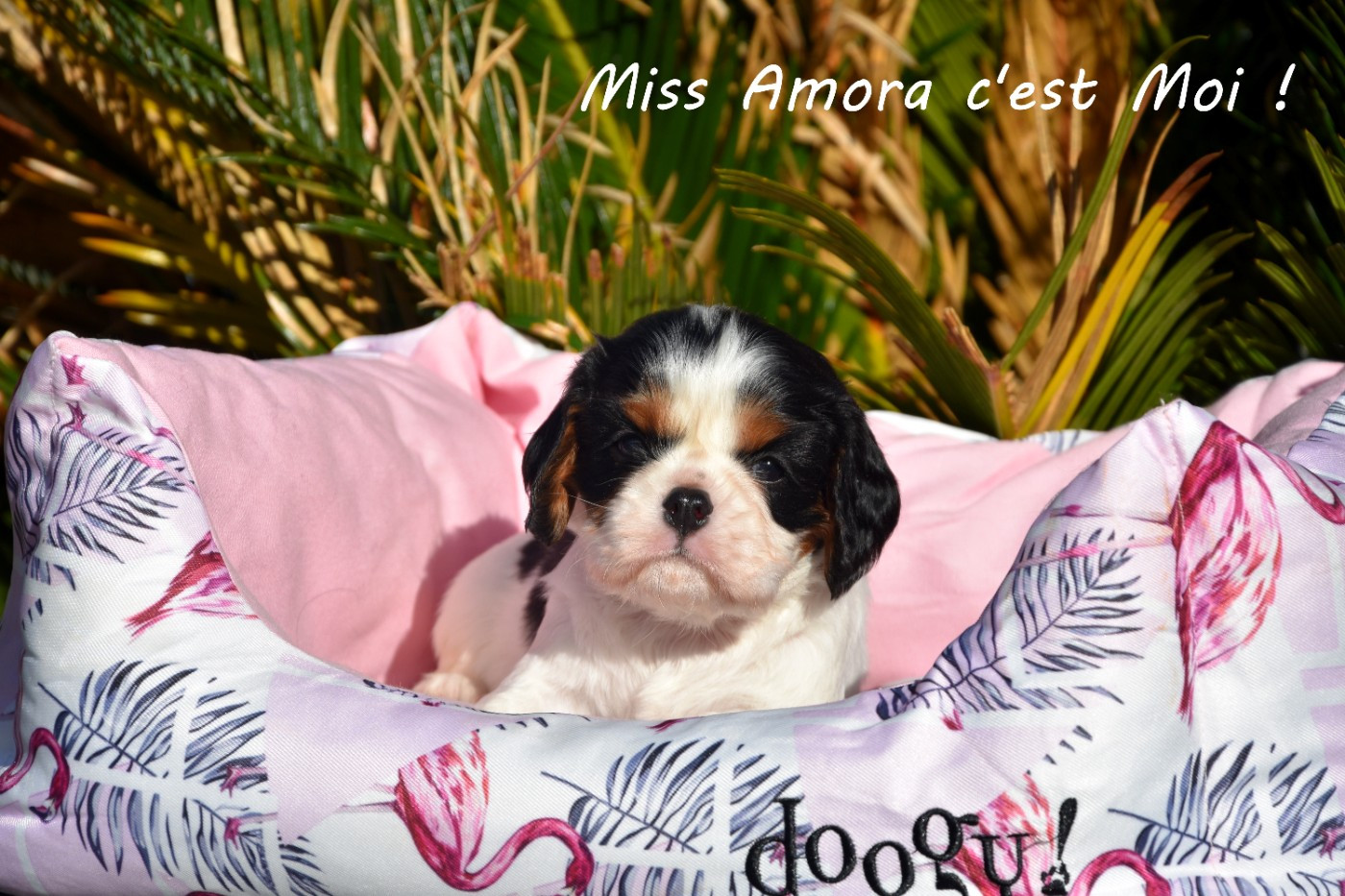 de la plaine du Jaelma - Chiots disponibles - Cavalier King Charles Spaniel