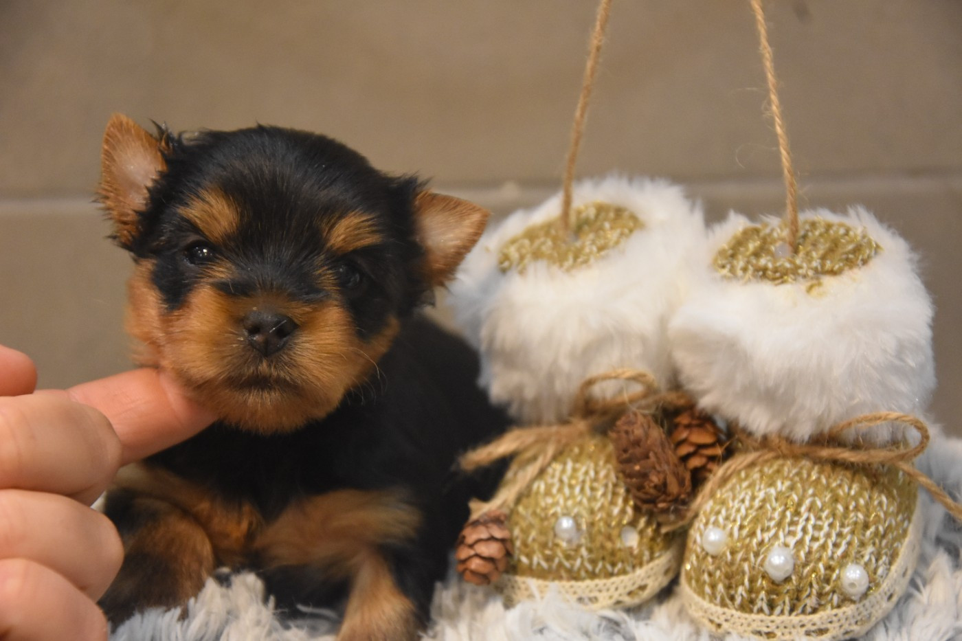 de la plaine du Jaelma - Chiots disponibles - Yorkshire Terrier