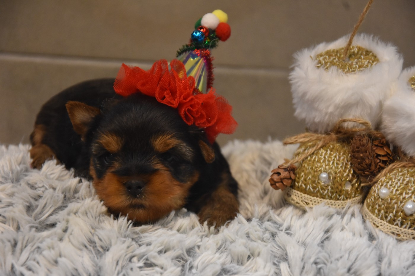 de la plaine du Jaelma - Chiots disponibles - Yorkshire Terrier