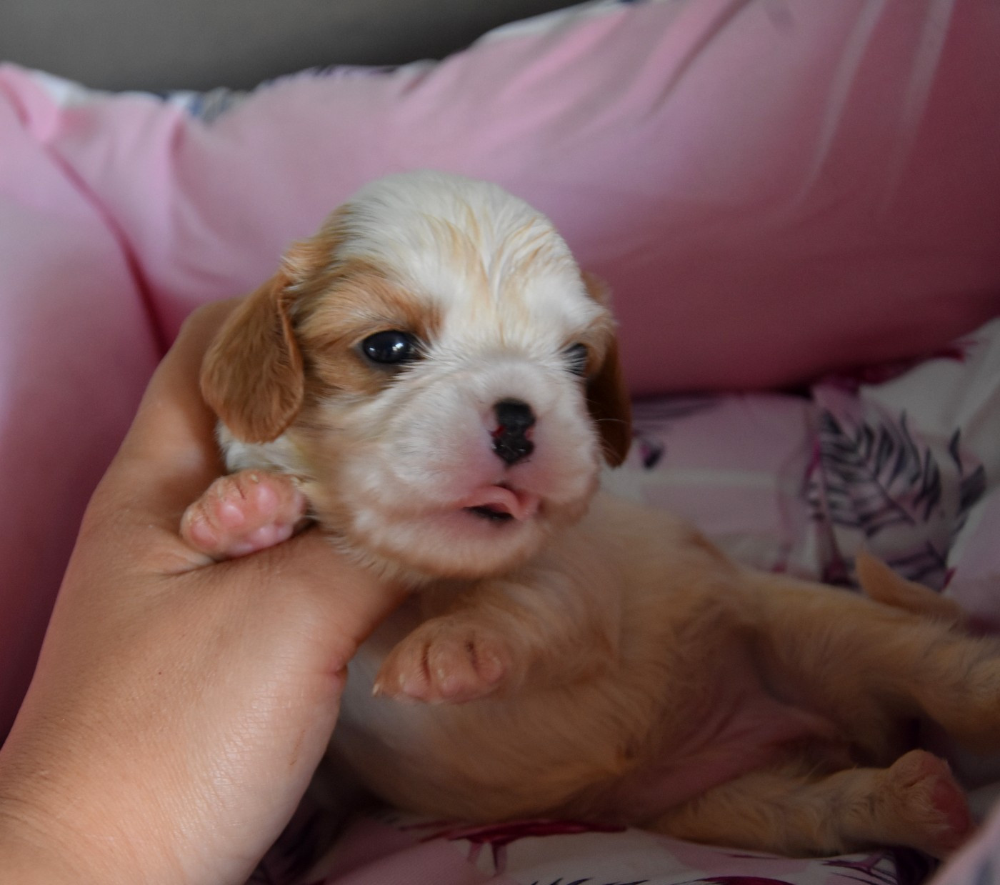 de la plaine du Jaelma - Chiots disponibles - Cavalier King Charles Spaniel