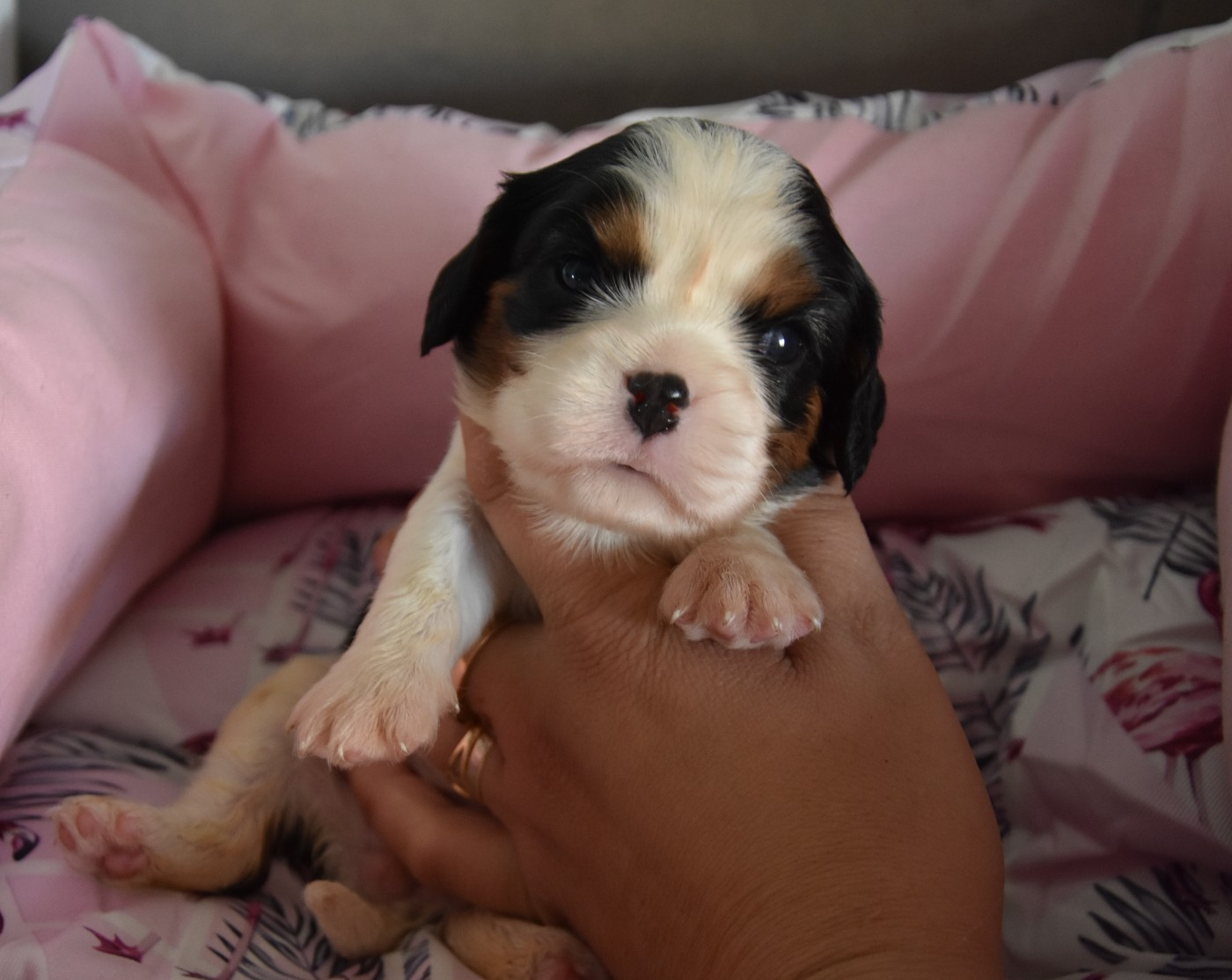 de la plaine du Jaelma - Chiots disponibles - Cavalier King Charles Spaniel