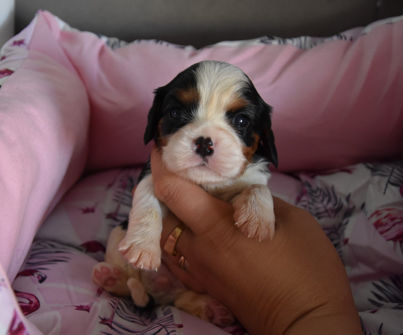 de la plaine du Jaelma - Chiots disponibles - Cavalier King Charles Spaniel
