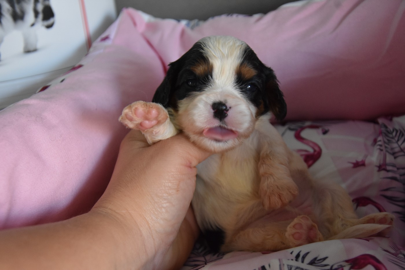 de la plaine du Jaelma - Chiots disponibles - Cavalier King Charles Spaniel