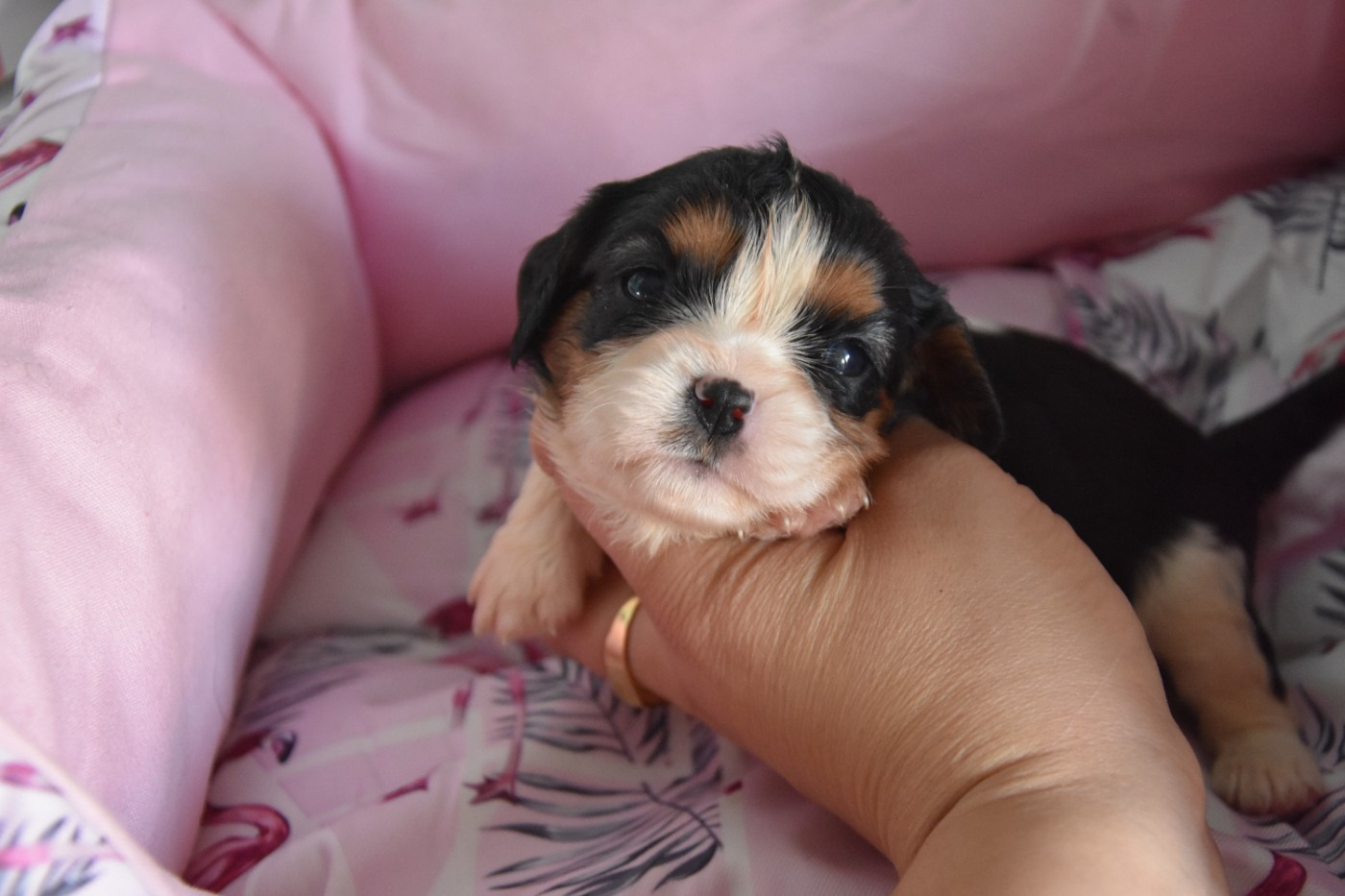 de la plaine du Jaelma - Chiots disponibles - Cavalier King Charles Spaniel