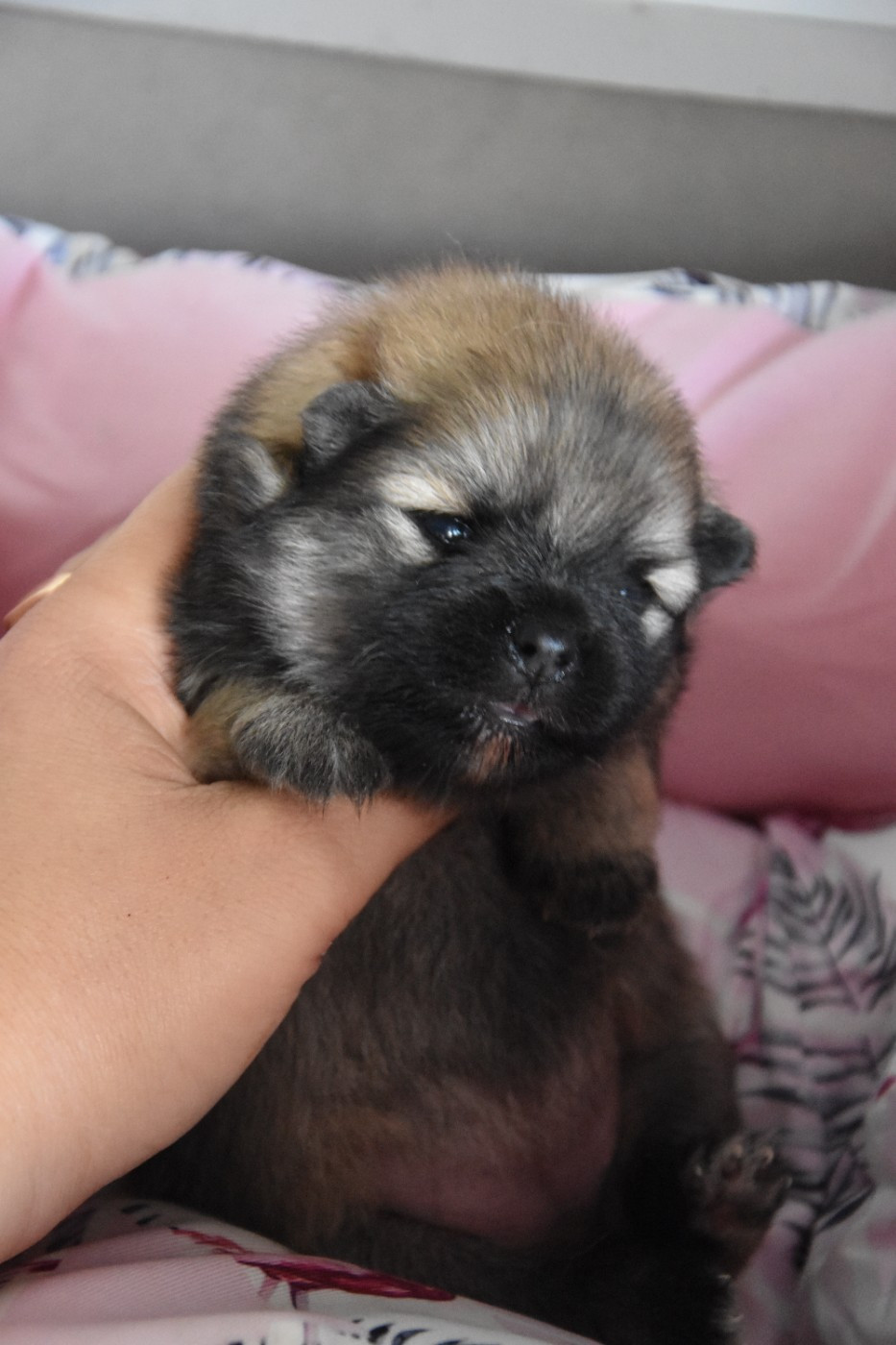 de la plaine du Jaelma - Chiots disponibles - Spitz allemand