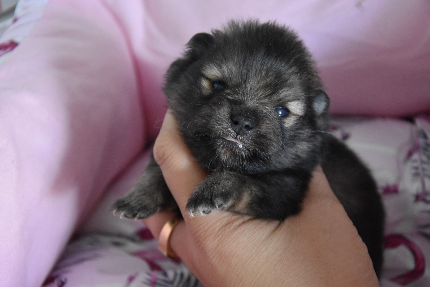 de la plaine du Jaelma - Chiots disponibles - Spitz allemand