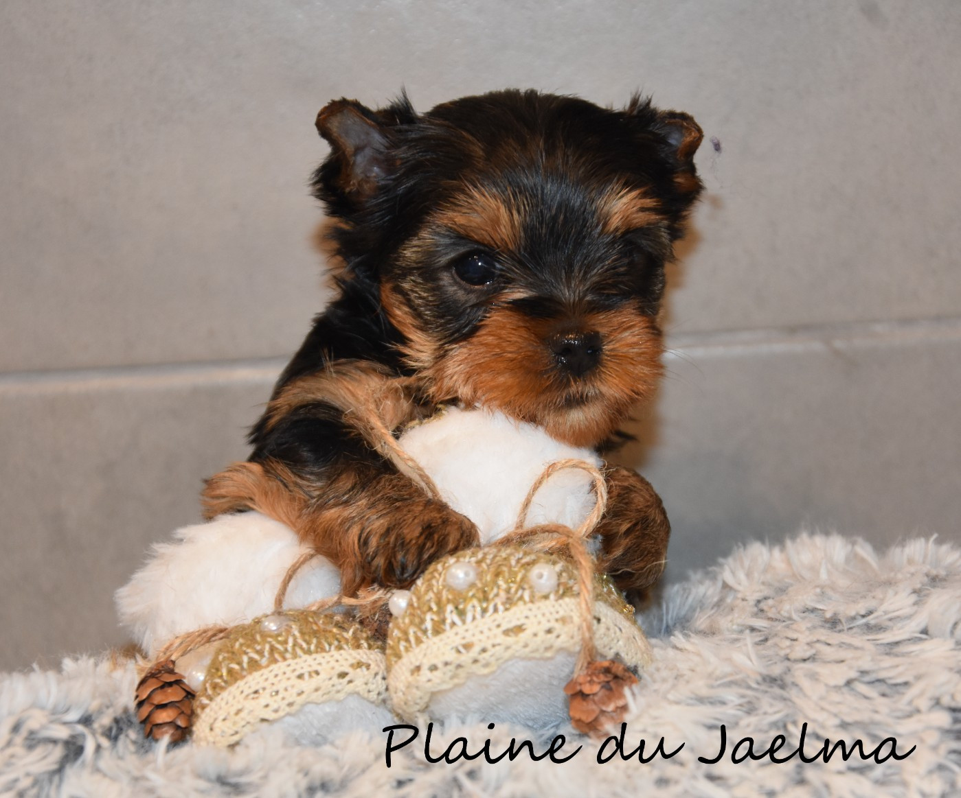 de la plaine du Jaelma - Chiots disponibles - Yorkshire Terrier