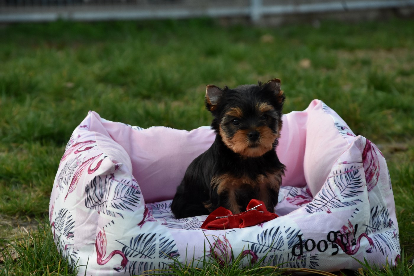 de la plaine du Jaelma - Chiots disponibles - Yorkshire Terrier