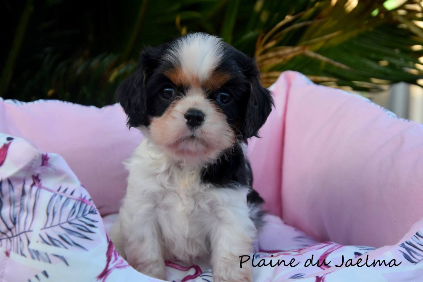 de la plaine du Jaelma - Chiots disponibles - Cavalier King Charles Spaniel