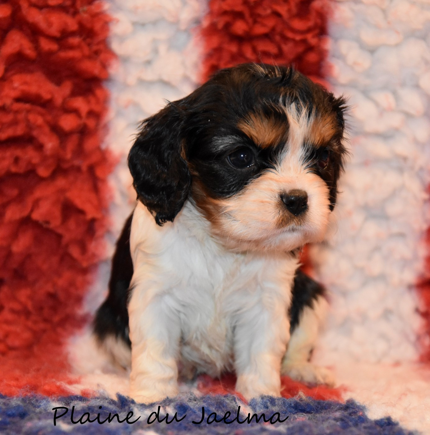 de la plaine du Jaelma - Chiots disponibles - Cavalier King Charles Spaniel