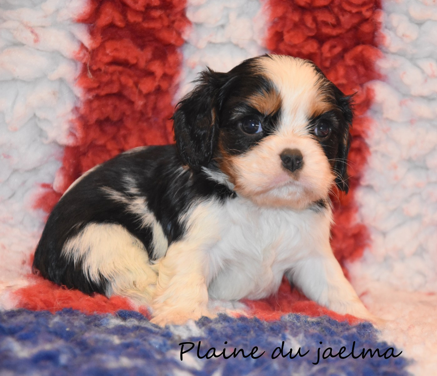 de la plaine du Jaelma - Chiots disponibles - Cavalier King Charles Spaniel