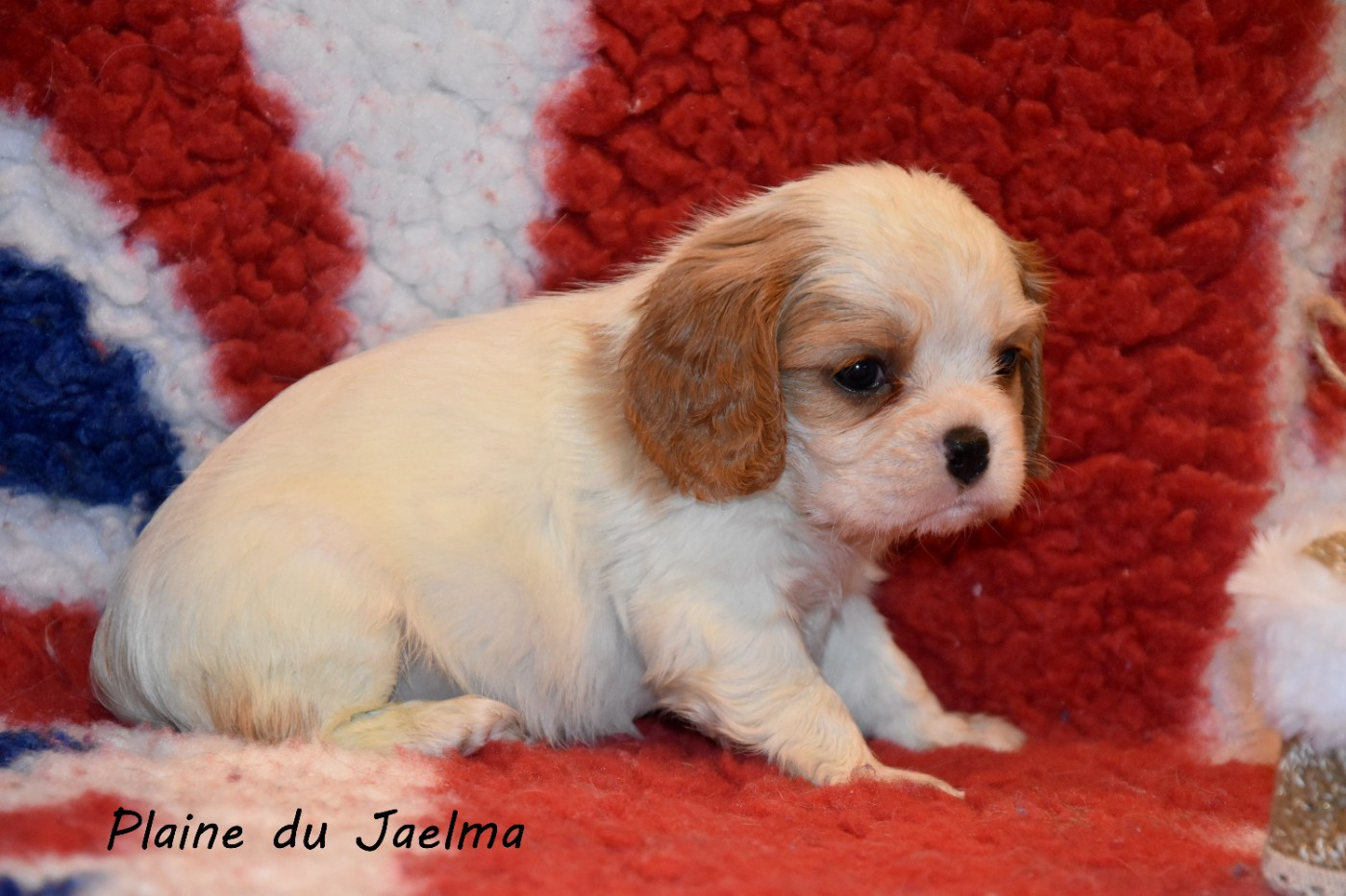 de la plaine du Jaelma - Chiots disponibles - Cavalier King Charles Spaniel