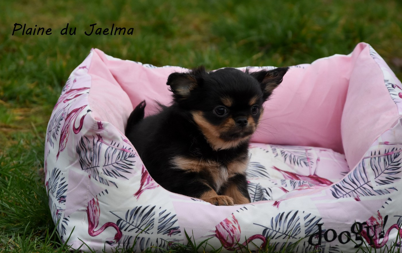 de la plaine du Jaelma - Chihuahua - Portée née le 20/10/2025