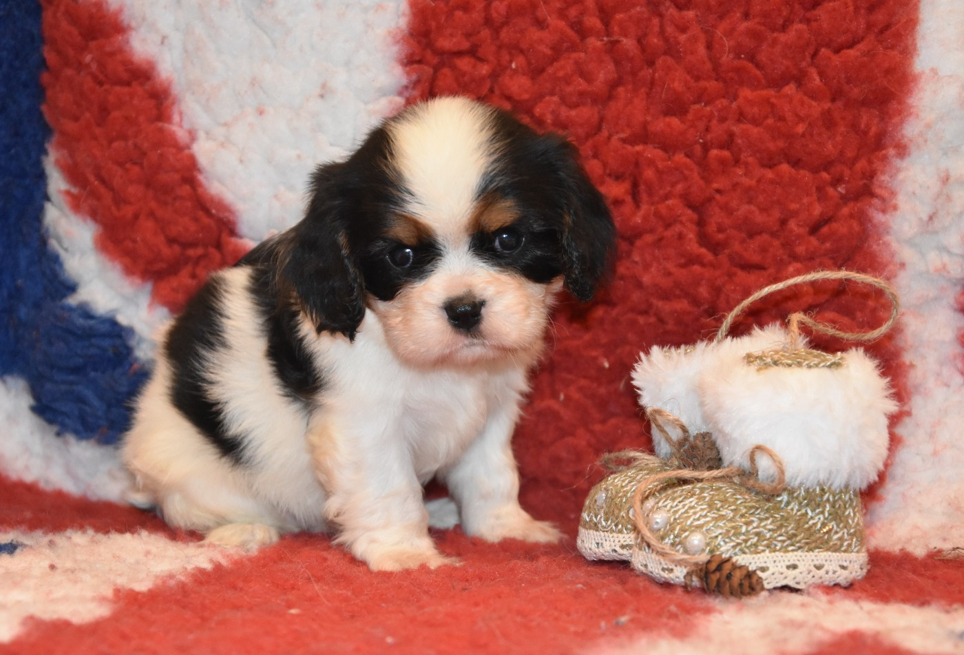 de la plaine du Jaelma - Chiots disponibles - Cavalier King Charles Spaniel