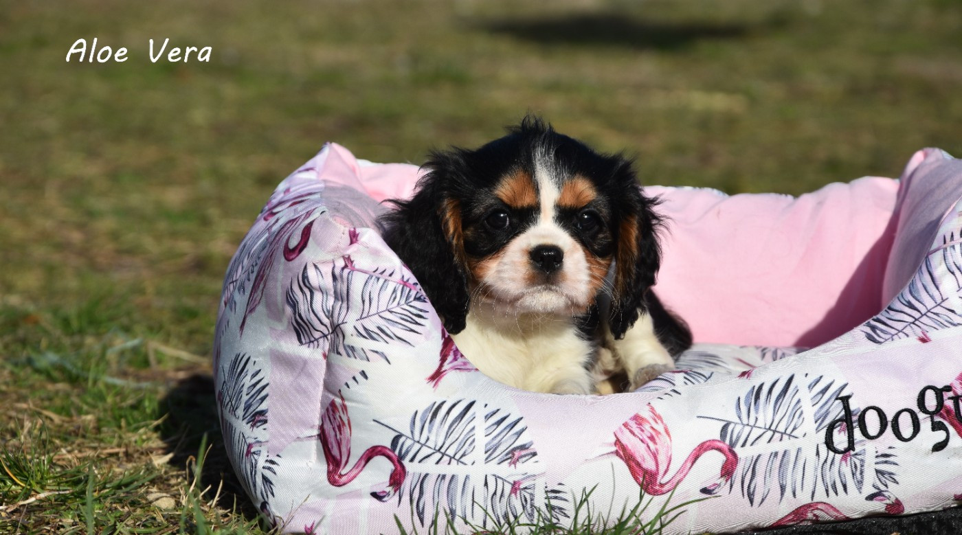 de la plaine du Jaelma - Chiots disponibles - Cavalier King Charles Spaniel