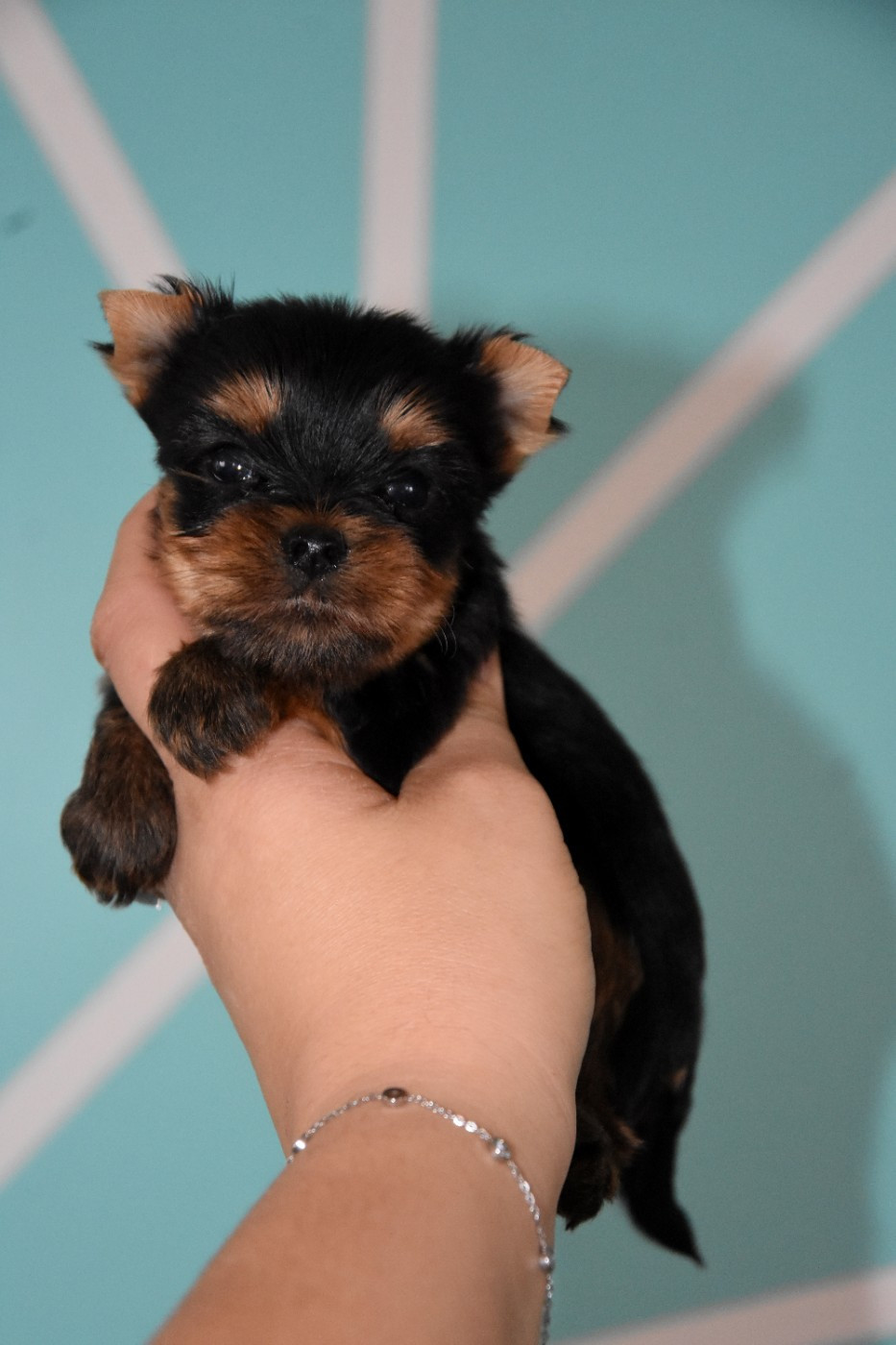 de la plaine du Jaelma - Chiots disponibles - Yorkshire Terrier