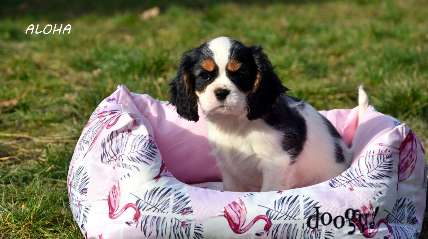 de la plaine du Jaelma - Chiots disponibles - Cavalier King Charles Spaniel