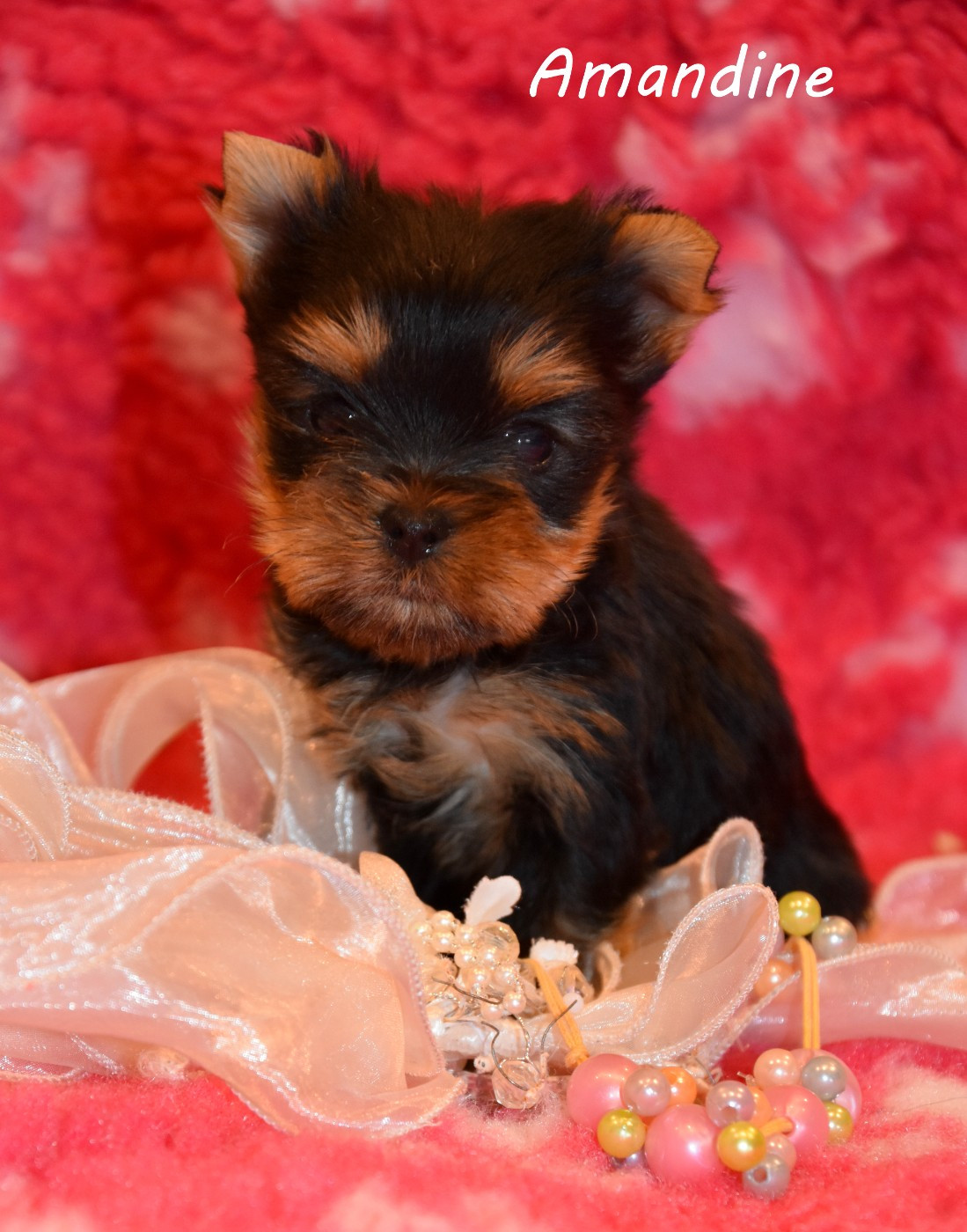 de la plaine du Jaelma - Yorkshire Terrier - Portée née le 11/12/2025