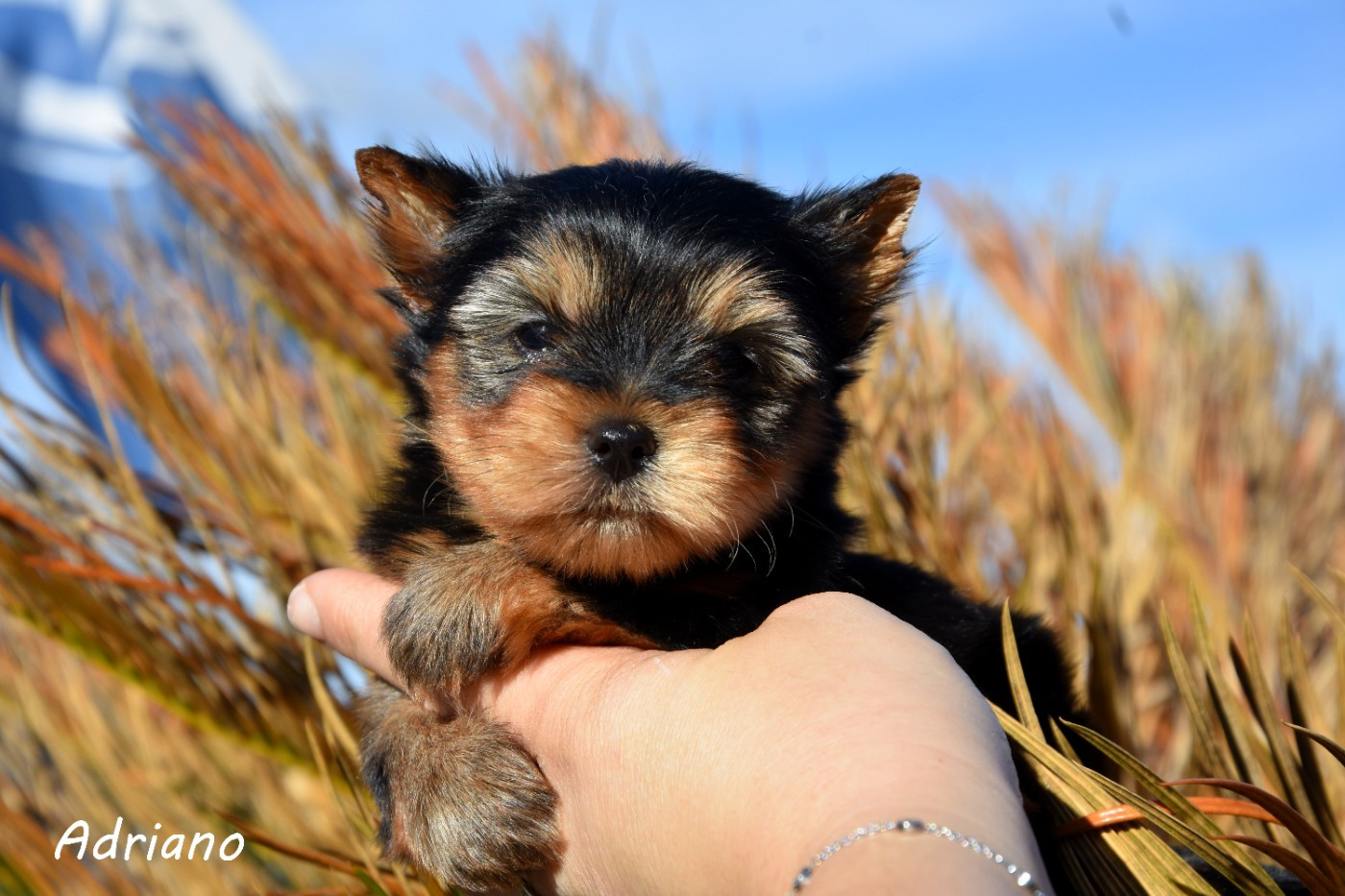 de la plaine du Jaelma - Chiots disponibles - Yorkshire Terrier