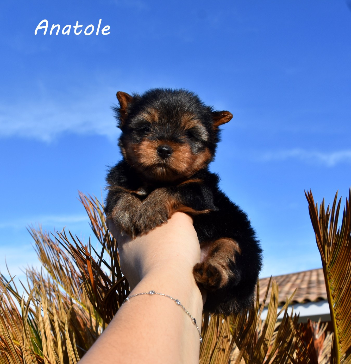 de la plaine du Jaelma - Chiots disponibles - Yorkshire Terrier