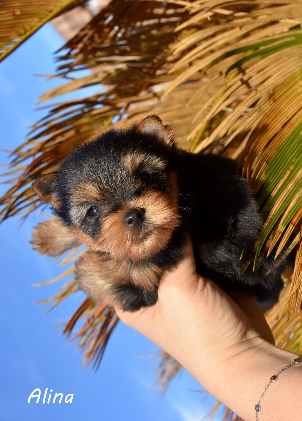 de la plaine du Jaelma - Chiots disponibles - Yorkshire Terrier