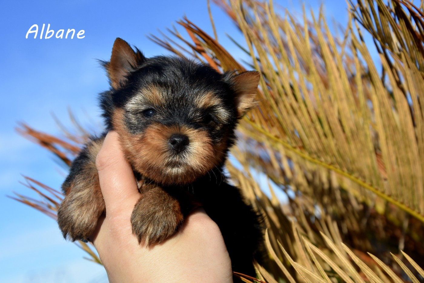 de la plaine du Jaelma - Chiots disponibles - Yorkshire Terrier