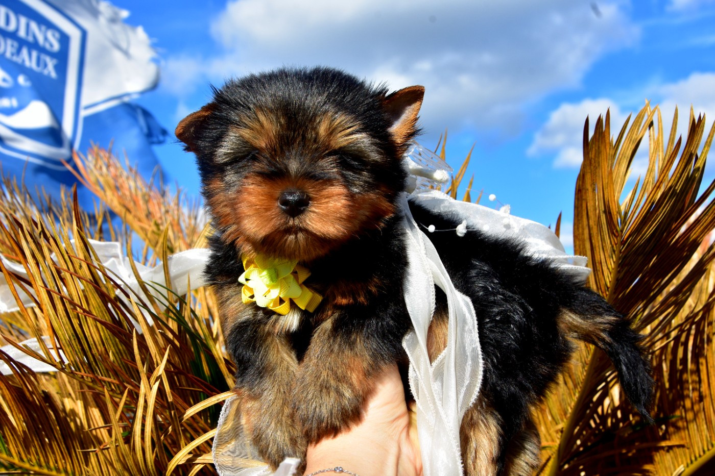 de la plaine du Jaelma - Chiots disponibles - Yorkshire Terrier