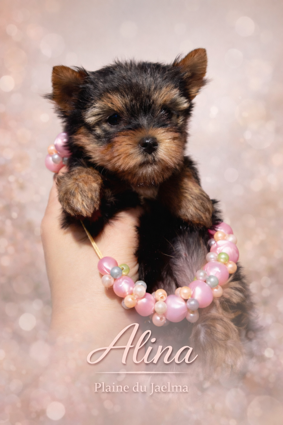 de la plaine du Jaelma - Chiots disponibles - Yorkshire Terrier