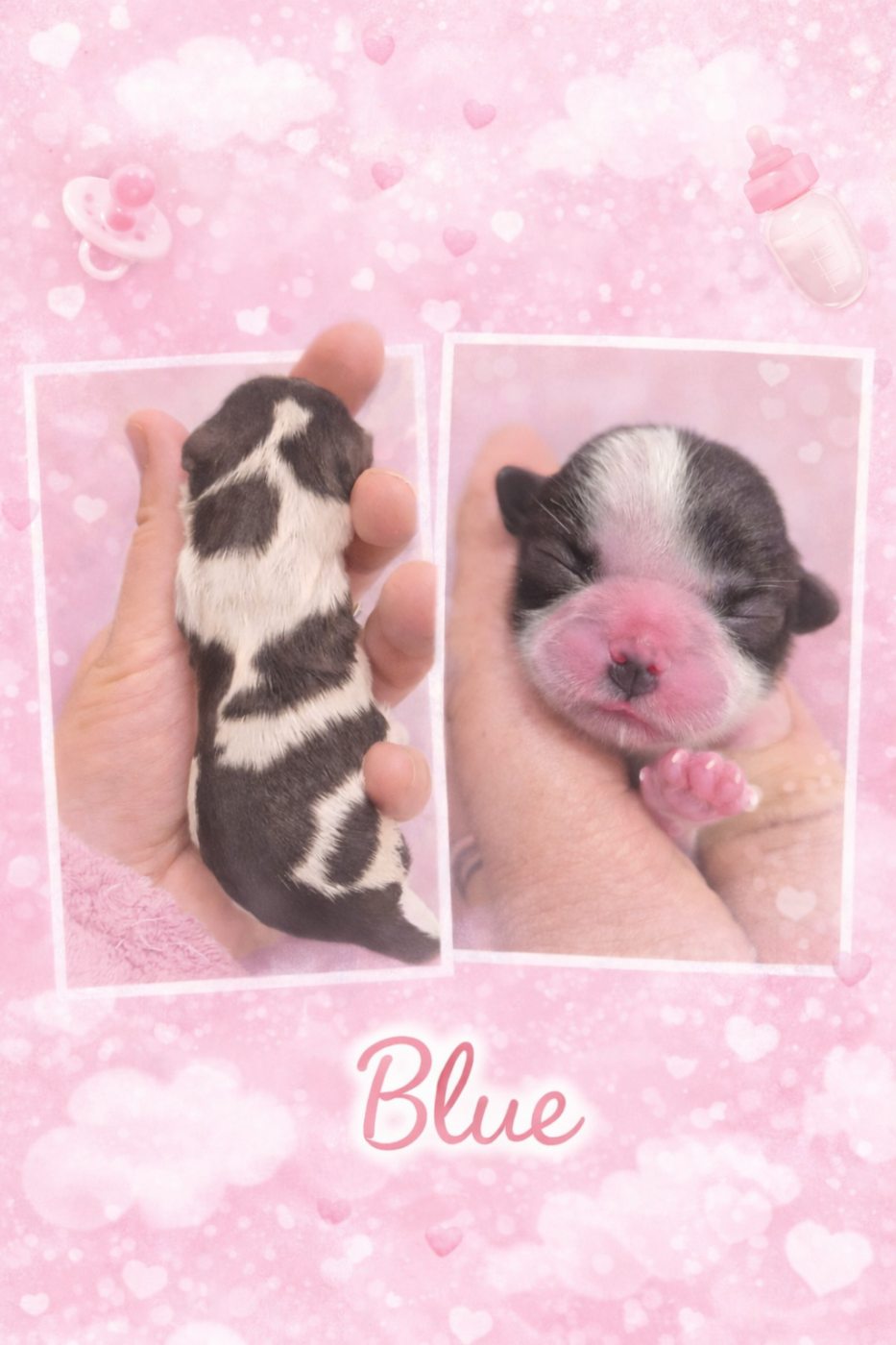 de la plaine du Jaelma - Chiots disponibles - Shih Tzu