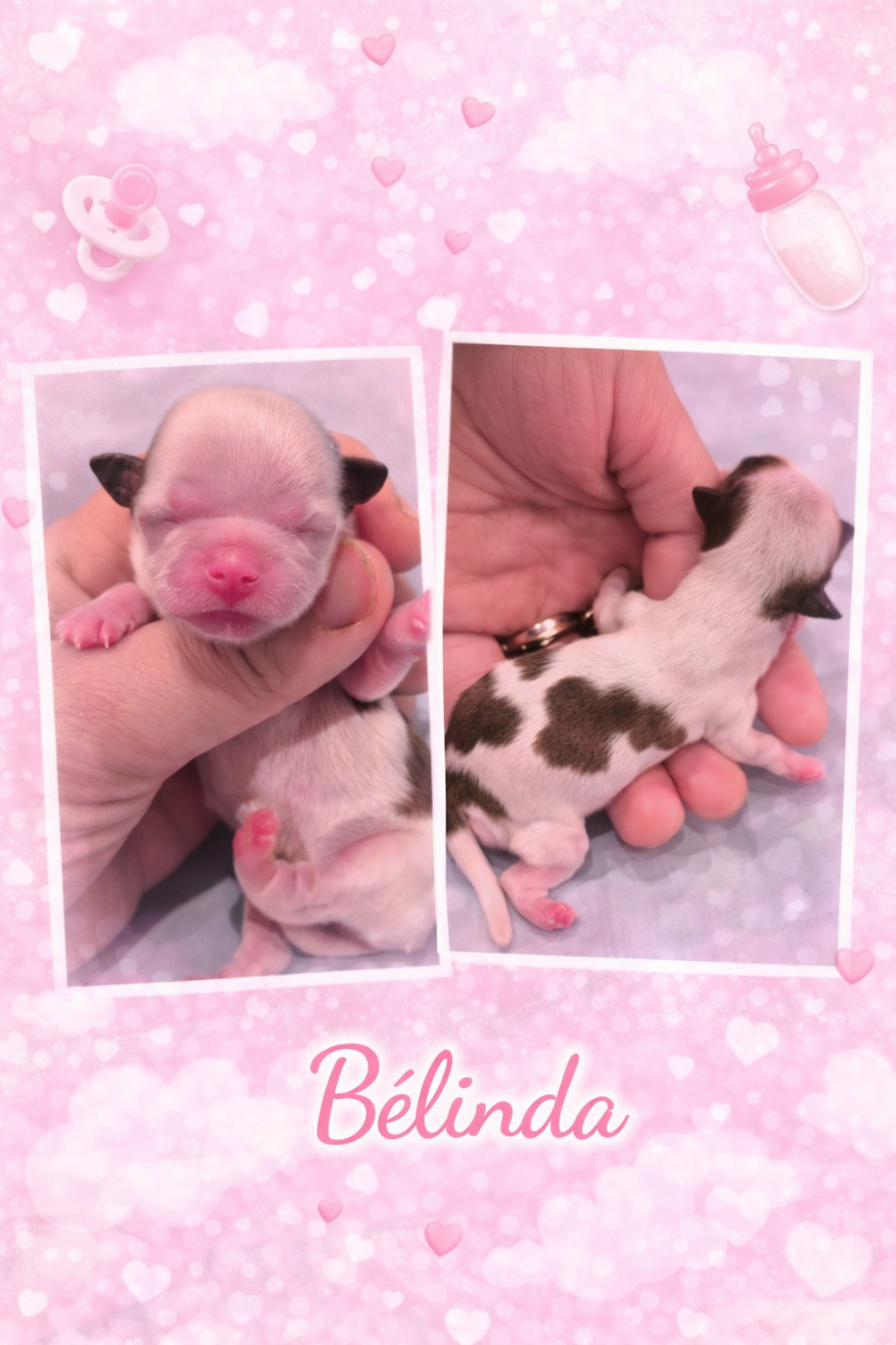 de la plaine du Jaelma - Chiots disponibles - Shih Tzu