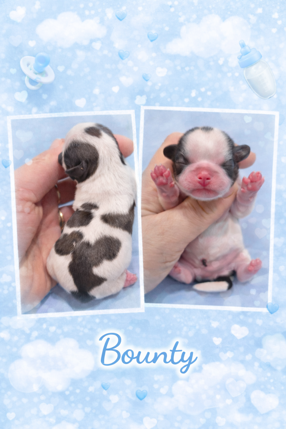 de la plaine du Jaelma - Chiots disponibles - Shih Tzu