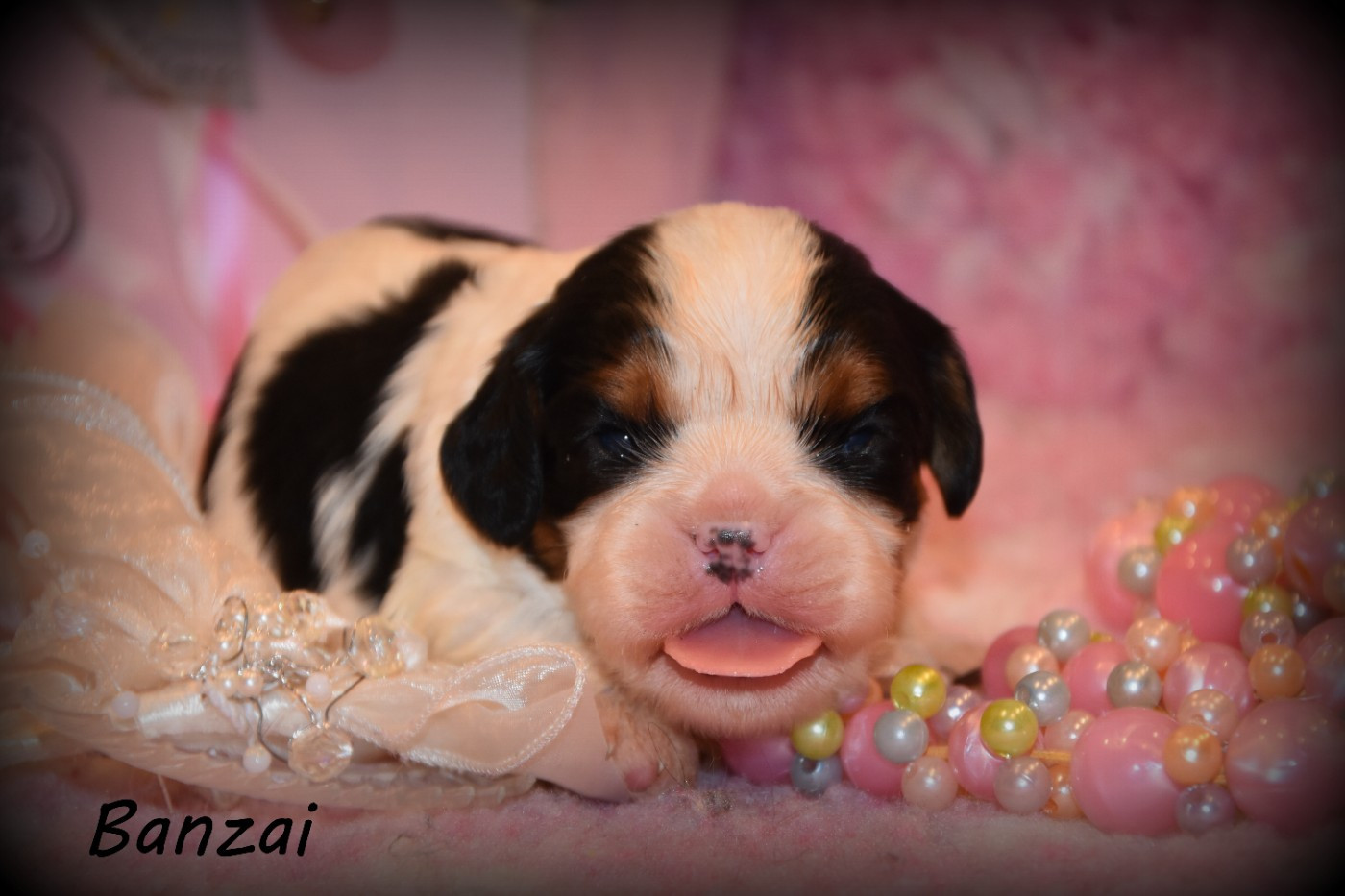 de la plaine du Jaelma - Chiots disponibles - Cavalier King Charles Spaniel
