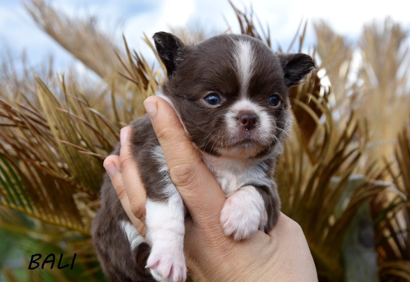 de la plaine du Jaelma - Chihuahua - Portée née le 08/02/2026
