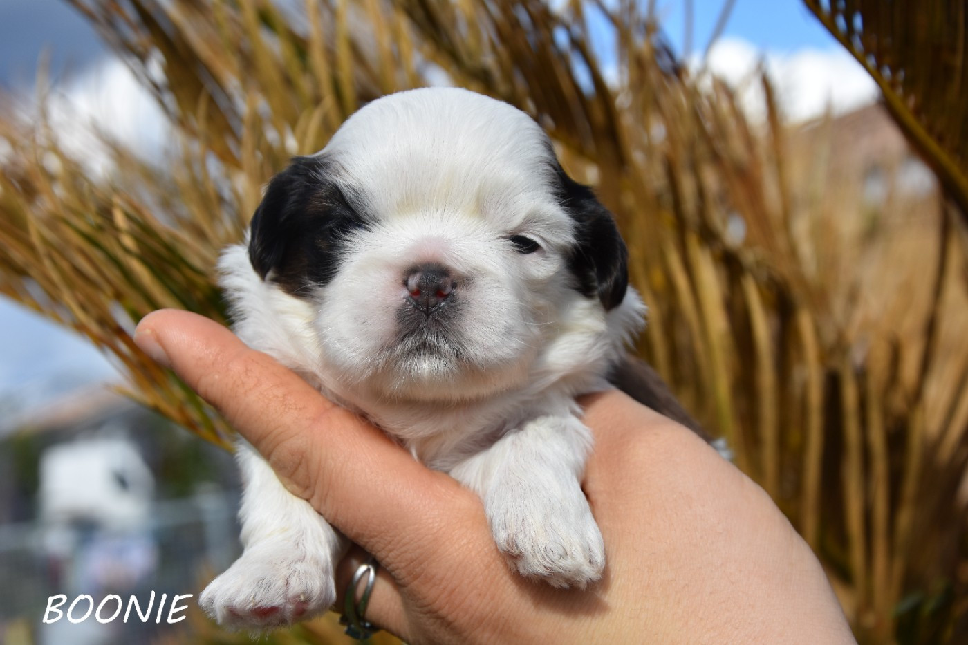 de la plaine du Jaelma - Chiots disponibles - Shih Tzu