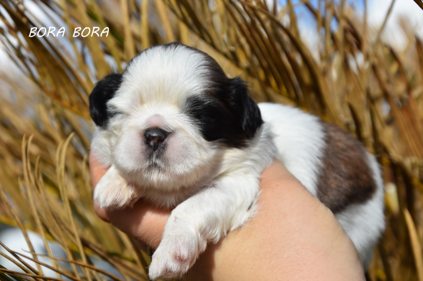 de la plaine du Jaelma - Chiots disponibles - Shih Tzu