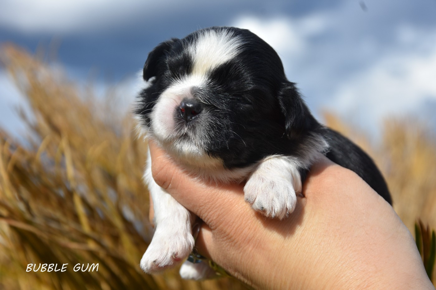 de la plaine du Jaelma - Chiots disponibles - Shih Tzu