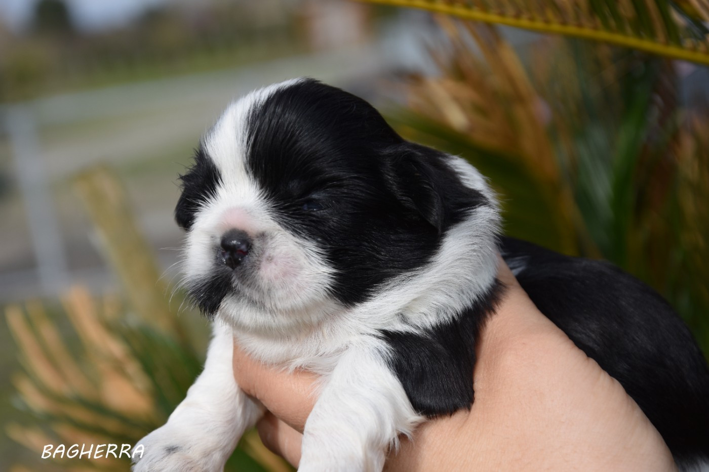 de la plaine du Jaelma - Chiots disponibles - Shih Tzu