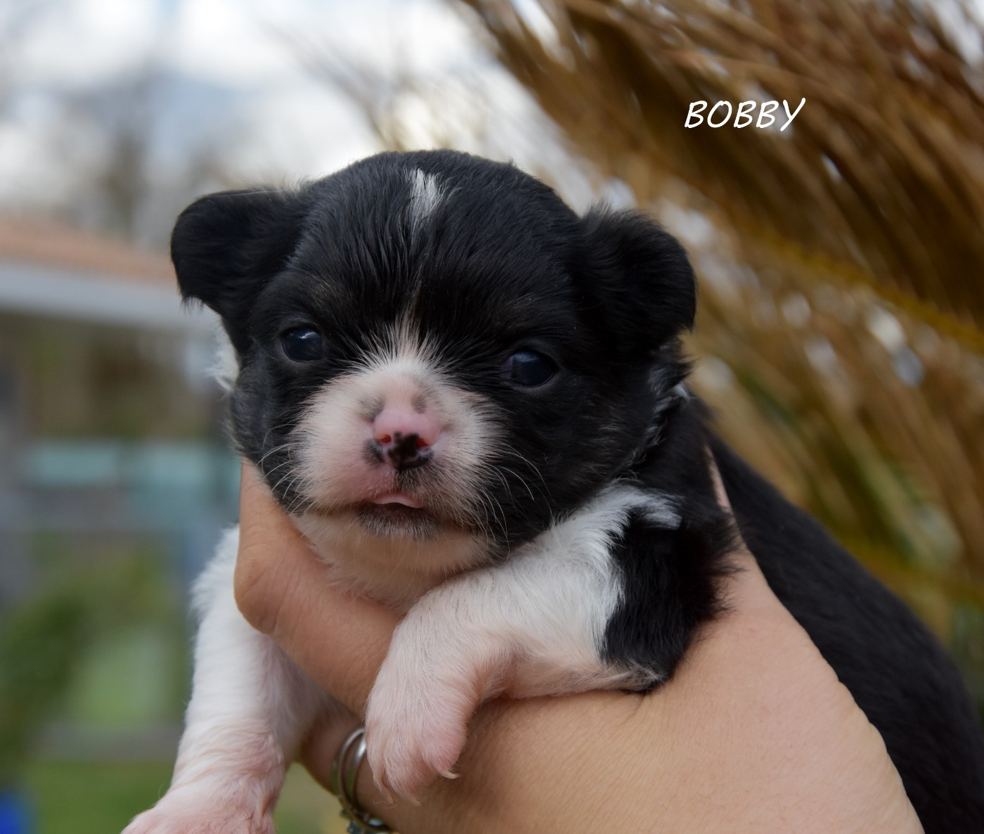 de la plaine du Jaelma - Chiots disponibles - Chihuahua