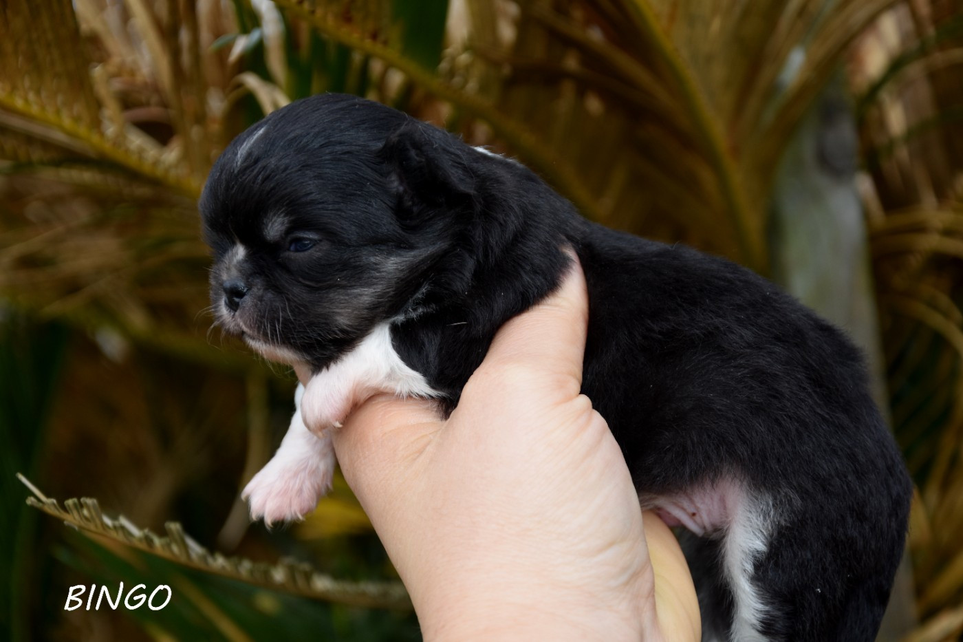 de la plaine du Jaelma - Chiots disponibles - Chihuahua