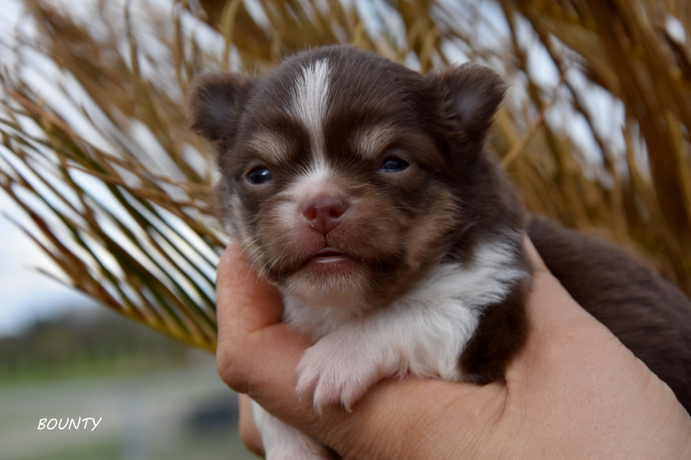 de la plaine du Jaelma - Chiots disponibles - Chihuahua