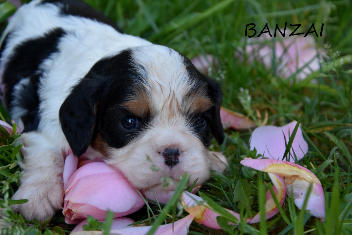 de la plaine du Jaelma - Cavalier King Charles Spaniel - Portée née le 18/02/2026