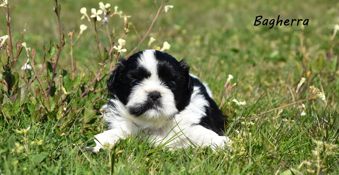 de la plaine du Jaelma - Chiots disponibles - Shih Tzu