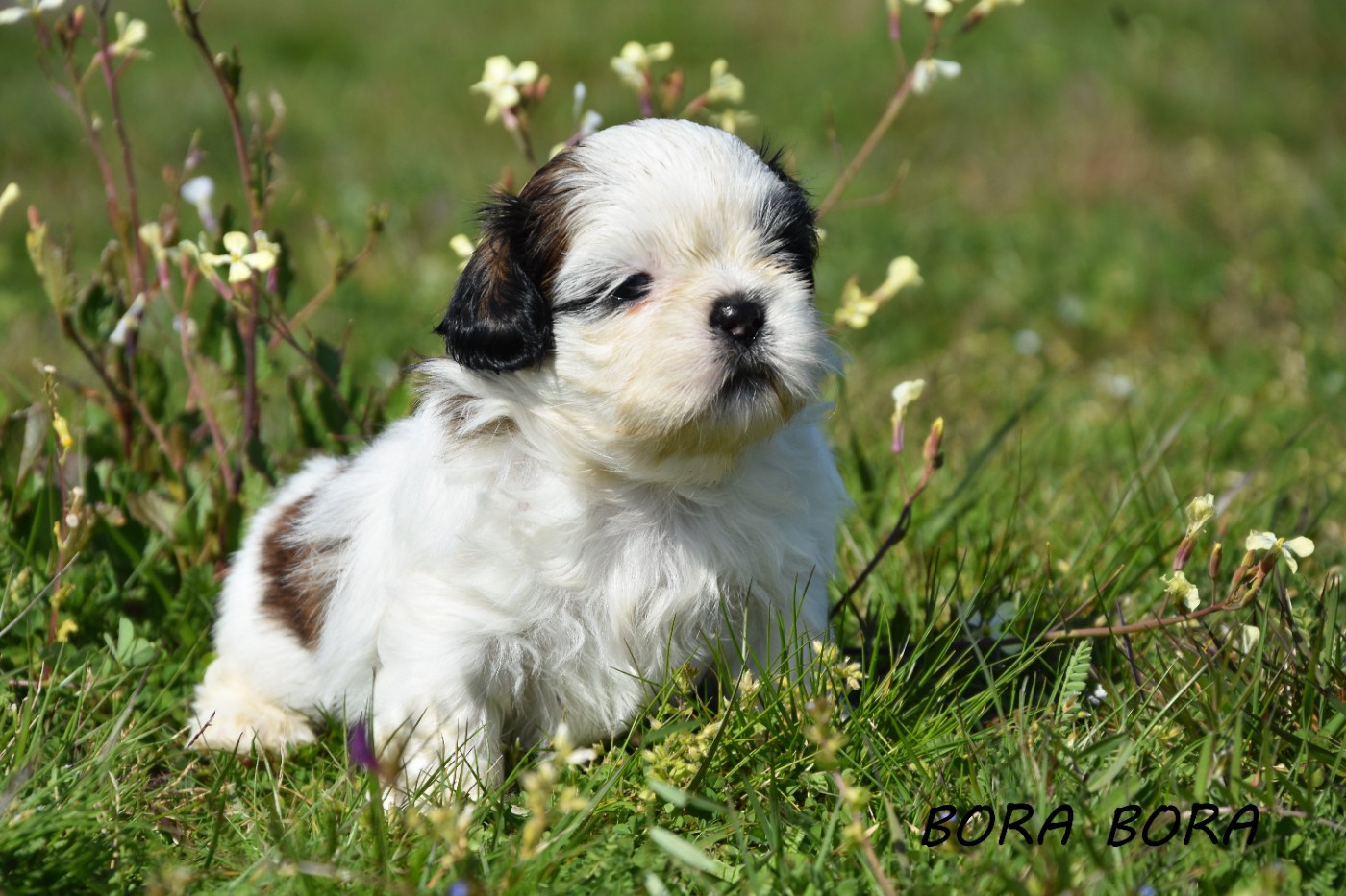 de la plaine du Jaelma - Chiots disponibles - Shih Tzu