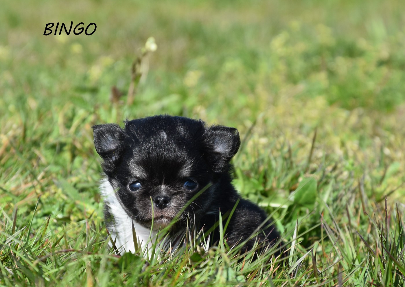 de la plaine du Jaelma - Chiots disponibles - Chihuahua