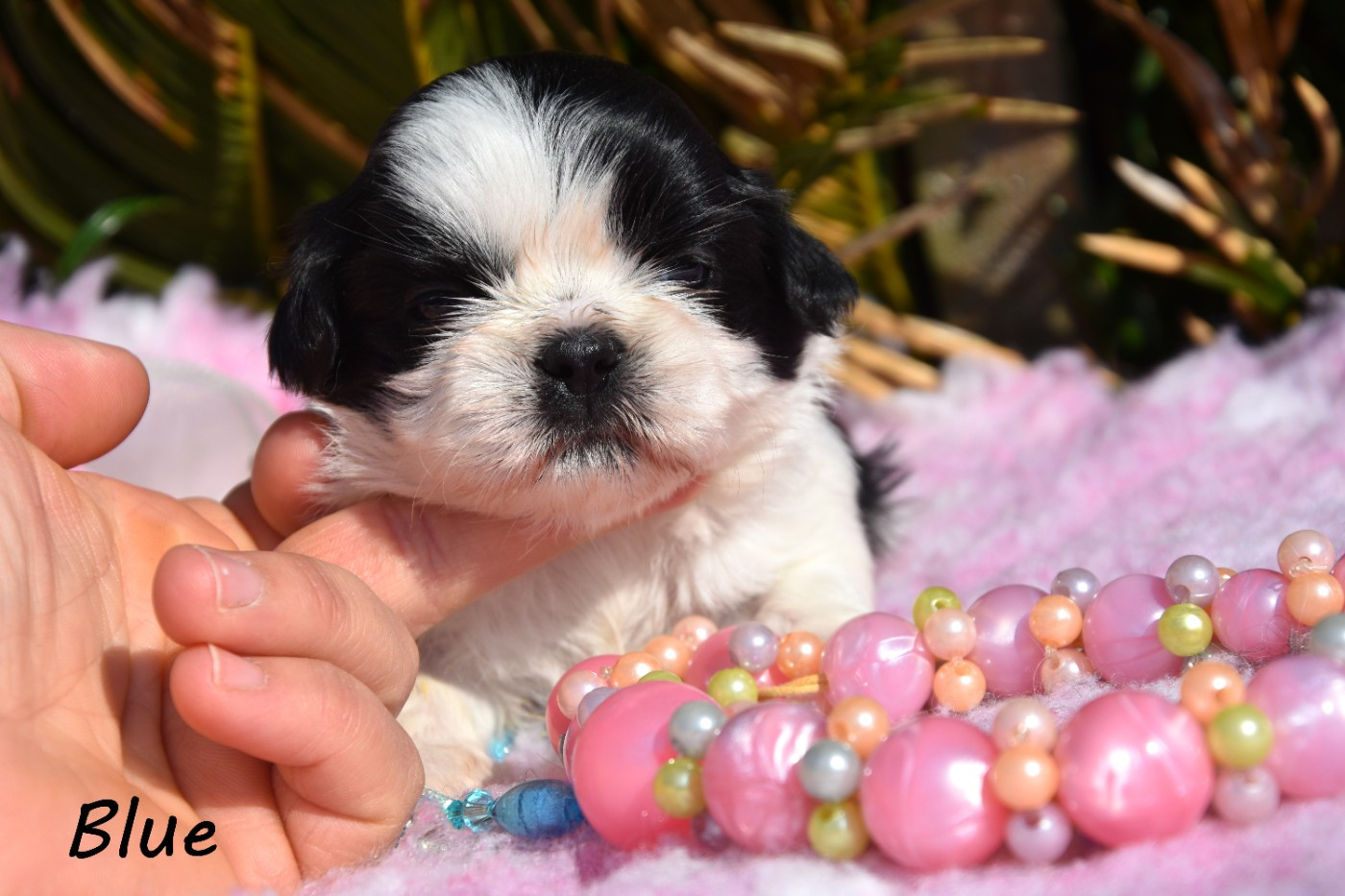 de la plaine du Jaelma - Chiots disponibles - Shih Tzu