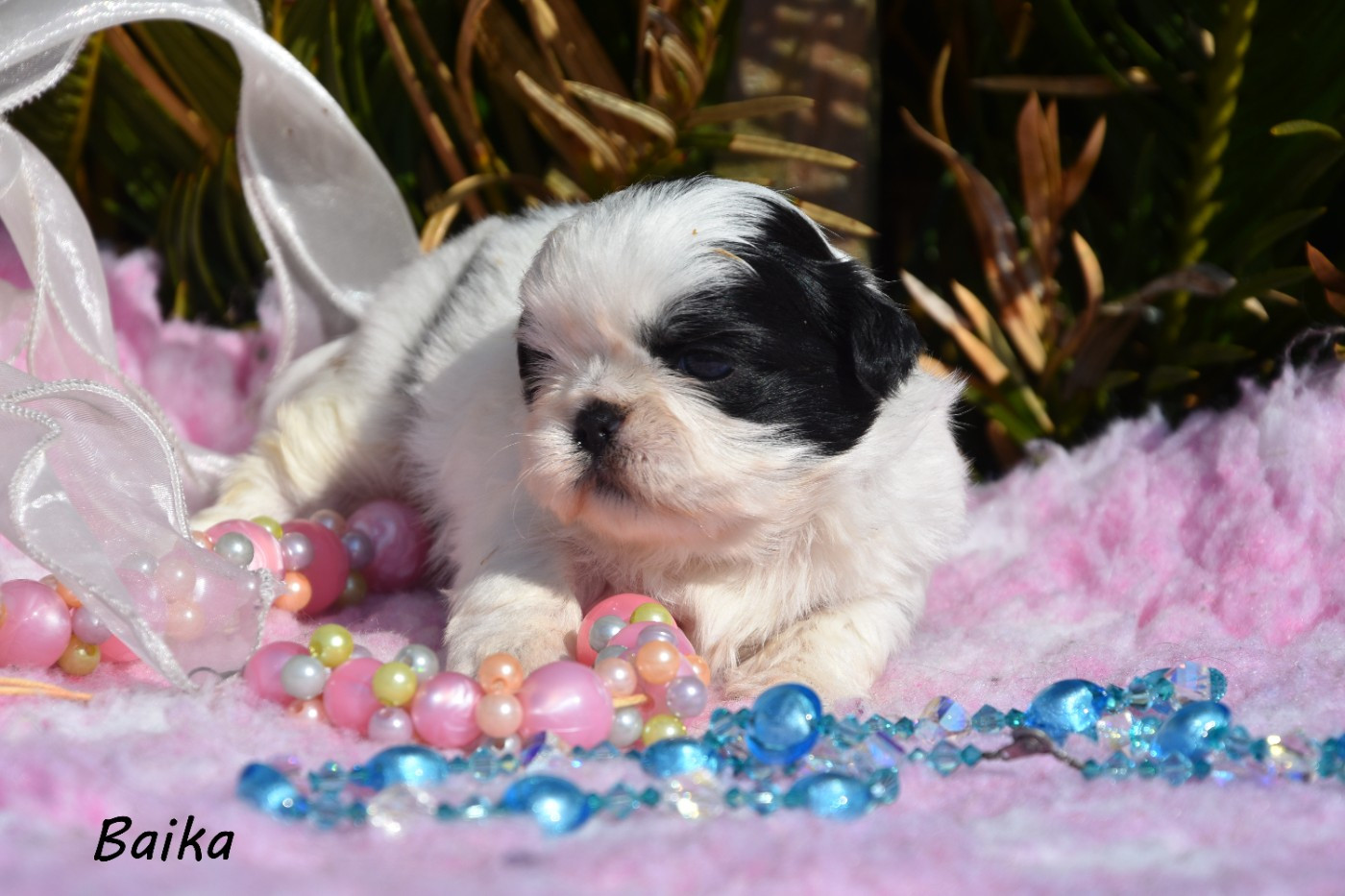 de la plaine du Jaelma - Chiots disponibles - Shih Tzu